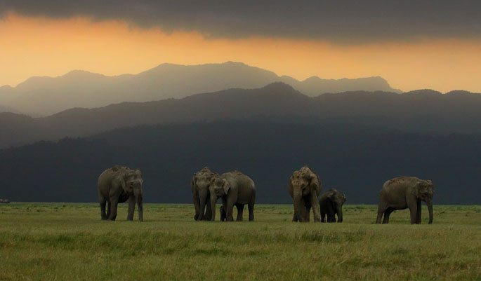 Honeymoon in Corbett