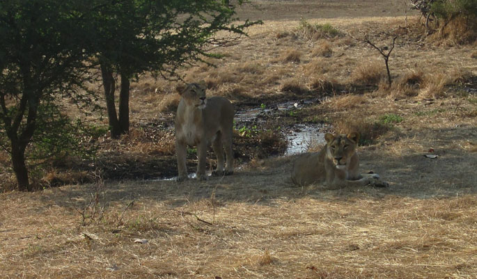 Honeymoon in Gir