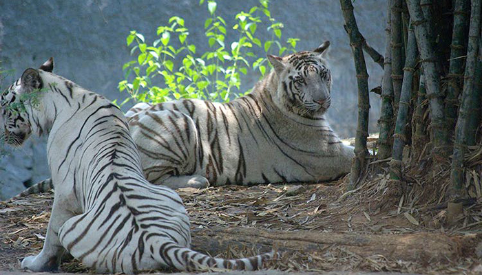 Anna Zoological Park