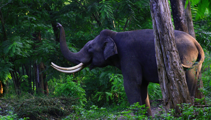 Assan Barrage Bird Sanctuary