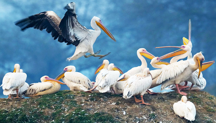 Bharatpur Bird Sanctuary