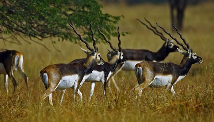 Black Buck National Park