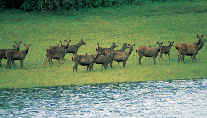 Chinnar Wildlife Sanctuary