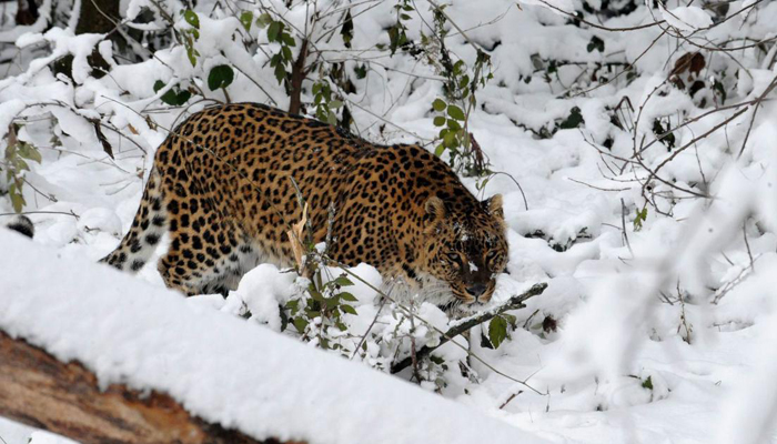 Dachigam National Park