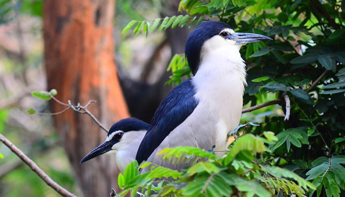 Guindy National Park