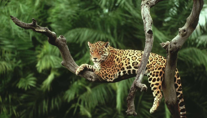 Idukki Wildlife Sanctuary