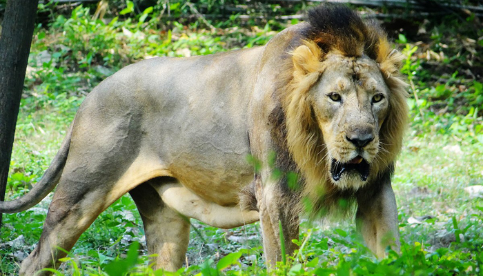 Indira Gandhi Zoological Park