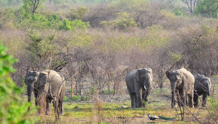 Jim Corbett National Park