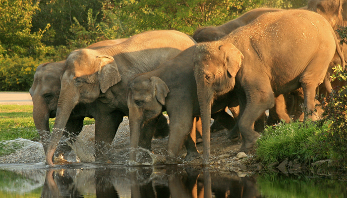 Mudumalai Bird Sanctuary