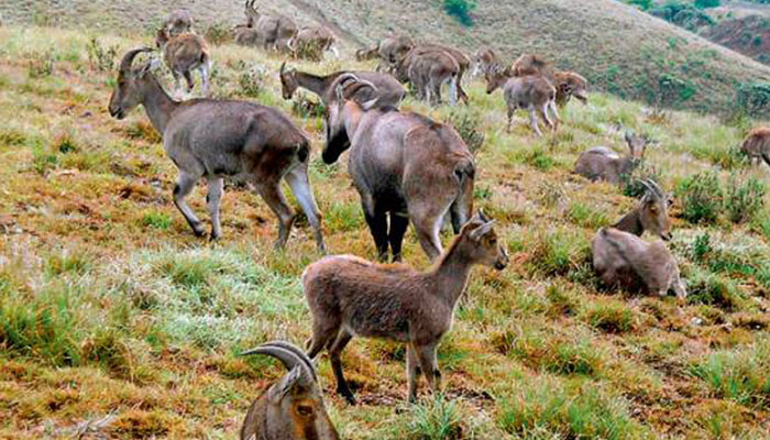 Mukkurthi National Park