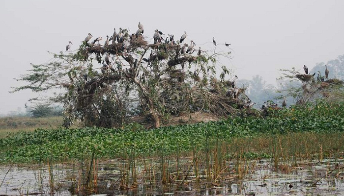 Nawabganj Bird Sanctuary