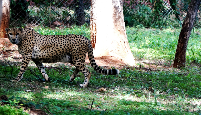 Nehru Zoological Park