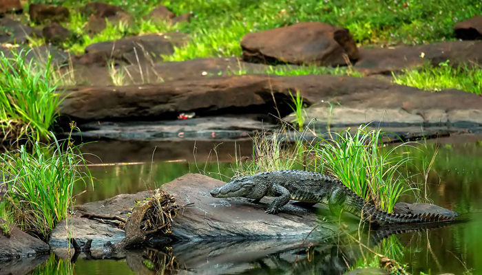 Parambikulam Wildlife Sanctuary