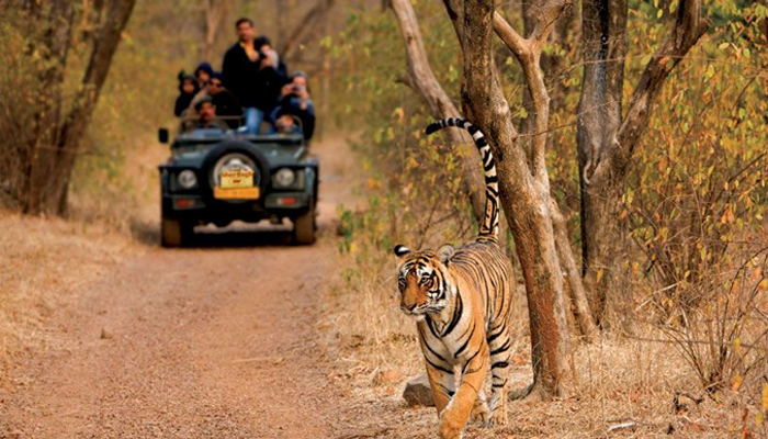 Ranthambore National Park