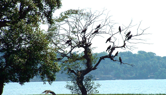 Salim Ali Bird Sanctuary