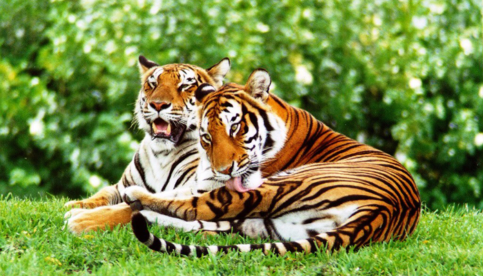 Satpura National Park