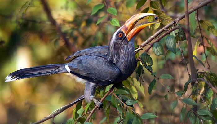 Thattekkad Bird Sanctuary