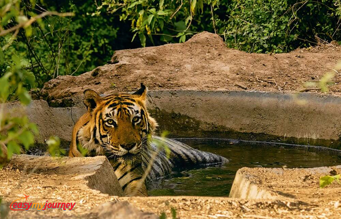 Sariska Tourism